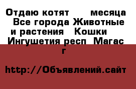 Отдаю котят. 1,5 месяца - Все города Животные и растения » Кошки   . Ингушетия респ.,Магас г.